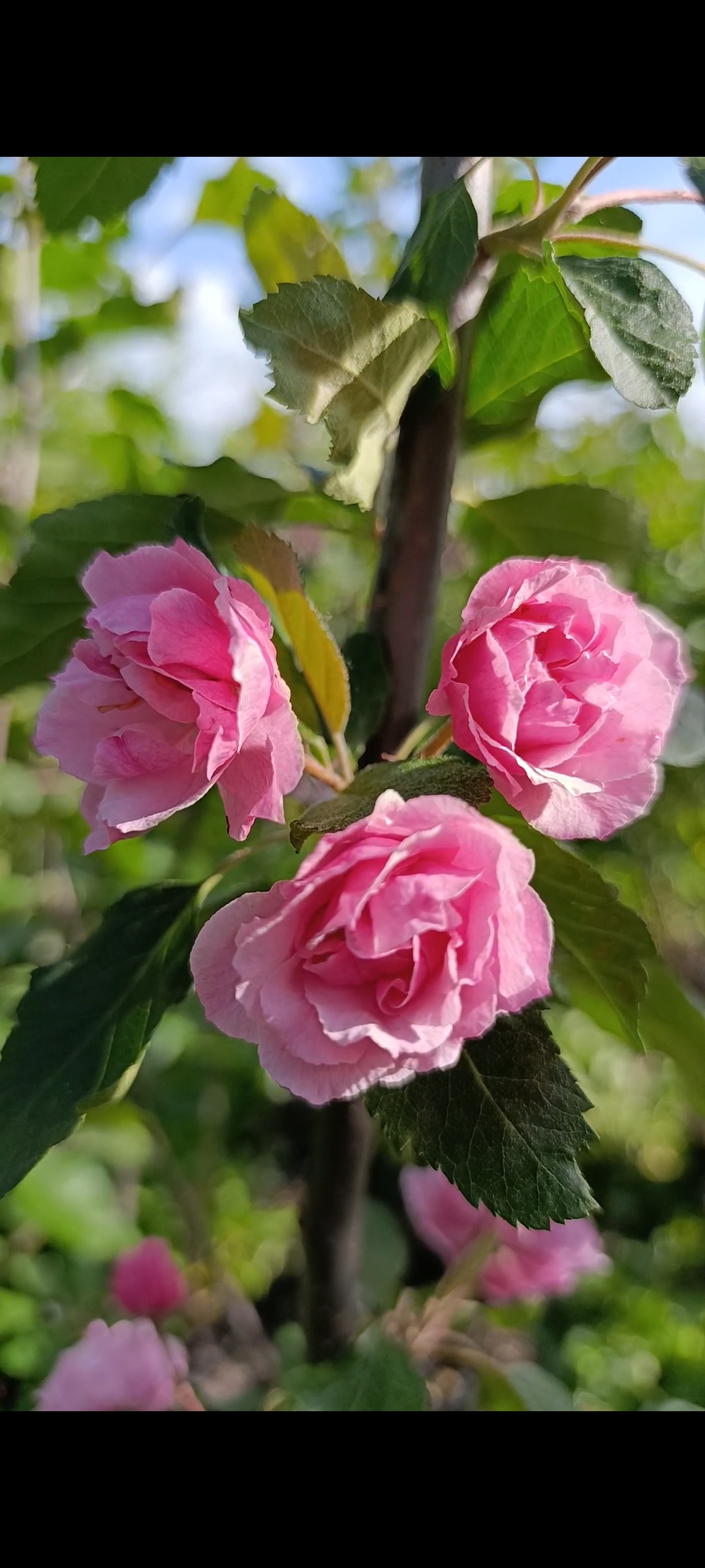 Превью изображения