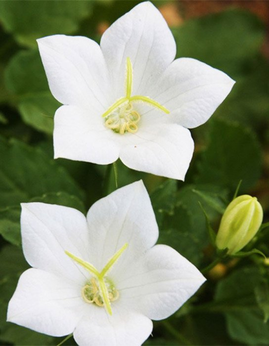 Превью изображения