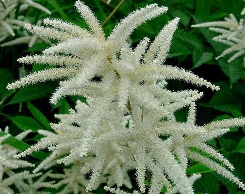 Превью изображения