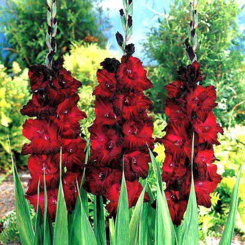 Превью изображения