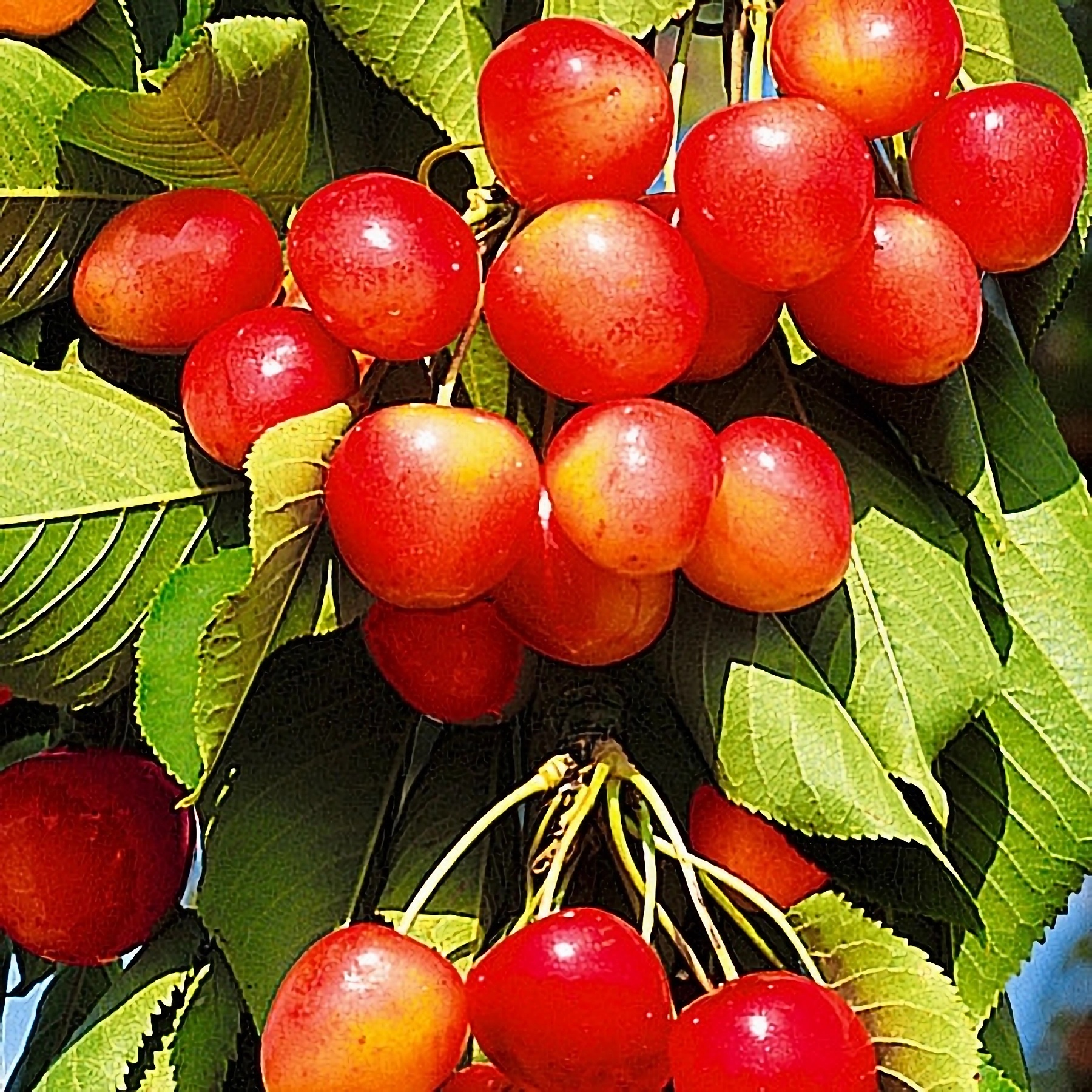 Превью изображения