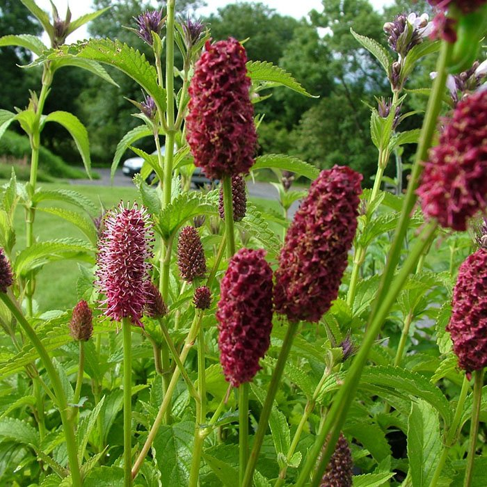 Превью изображения