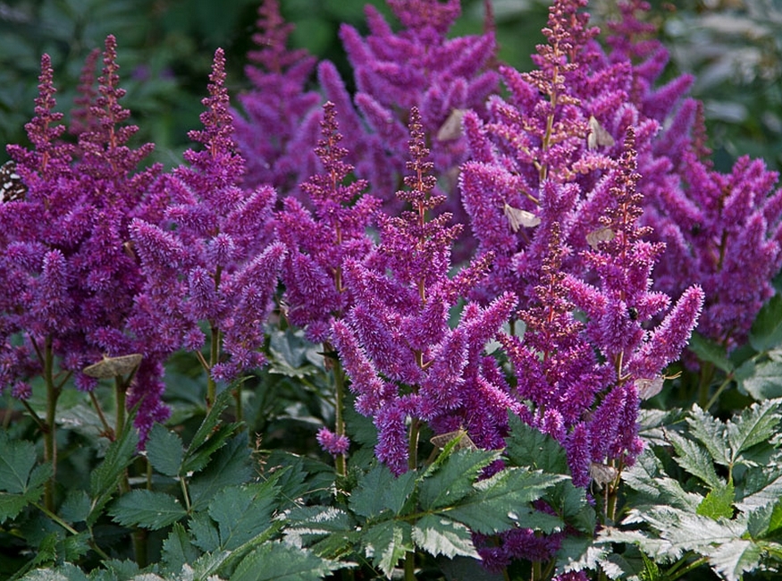 Превью изображения