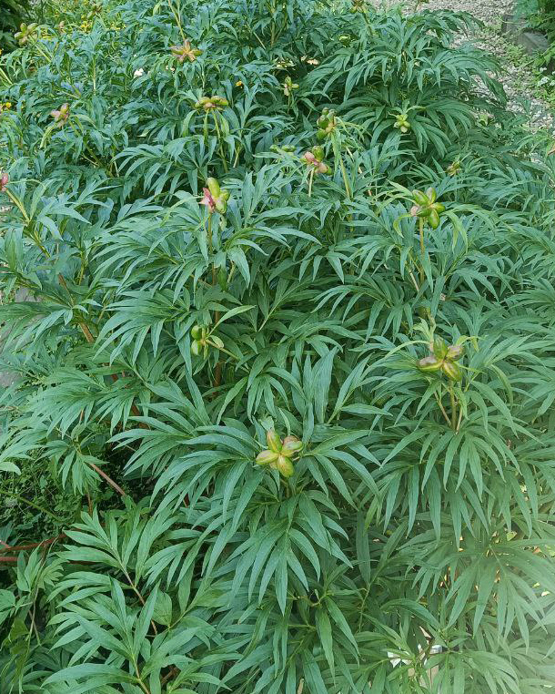 Превью изображения