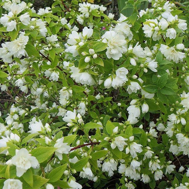 Превью изображения