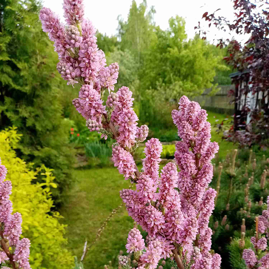 Превью изображения