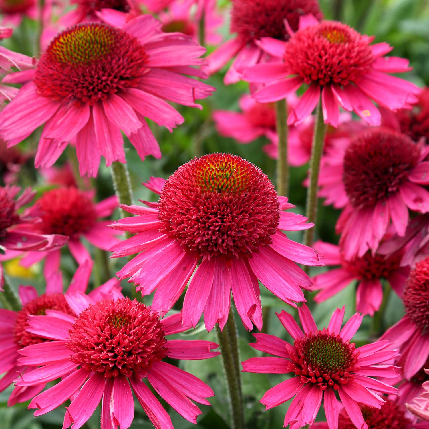 Превью изображения