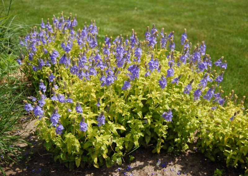 Превью изображения