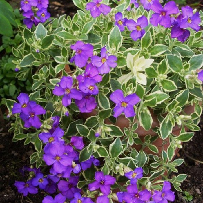 Превью изображения