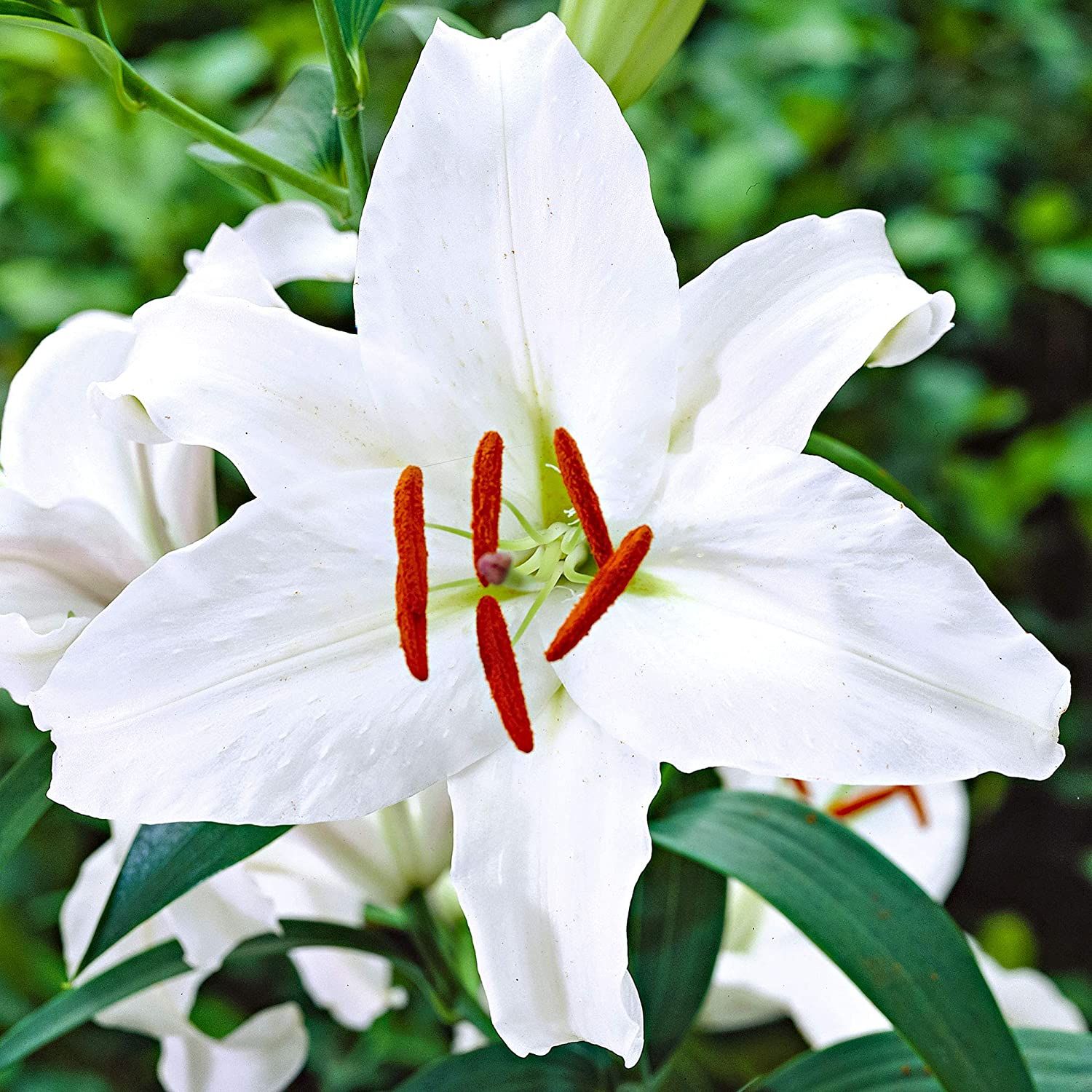 Превью изображения