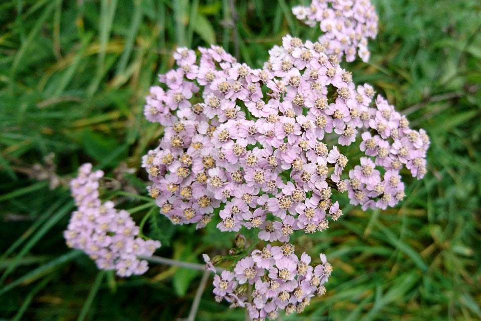 Превью изображения