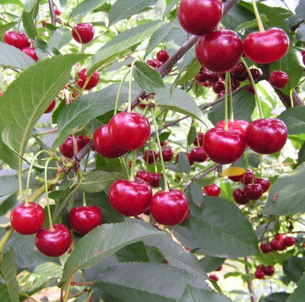 Превью изображения