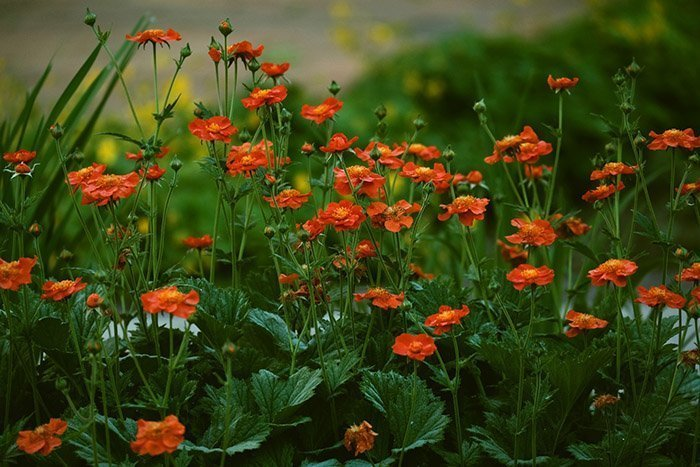 Превью изображения