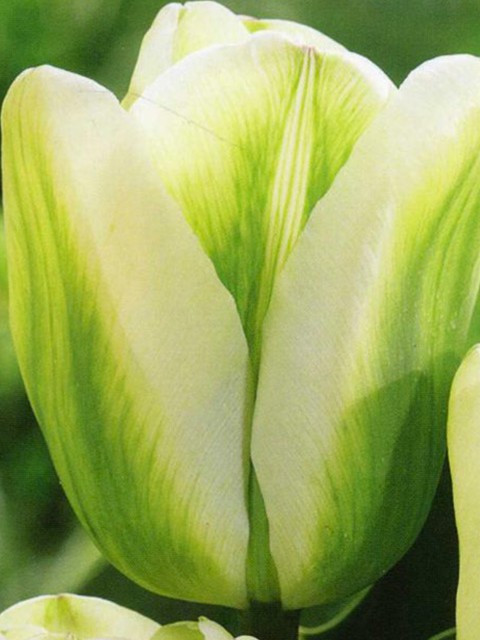 Превью изображения