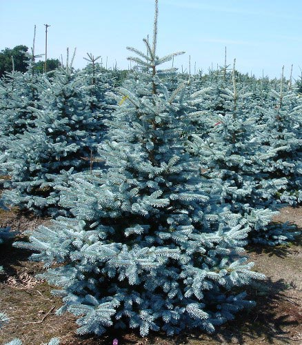 Превью изображения