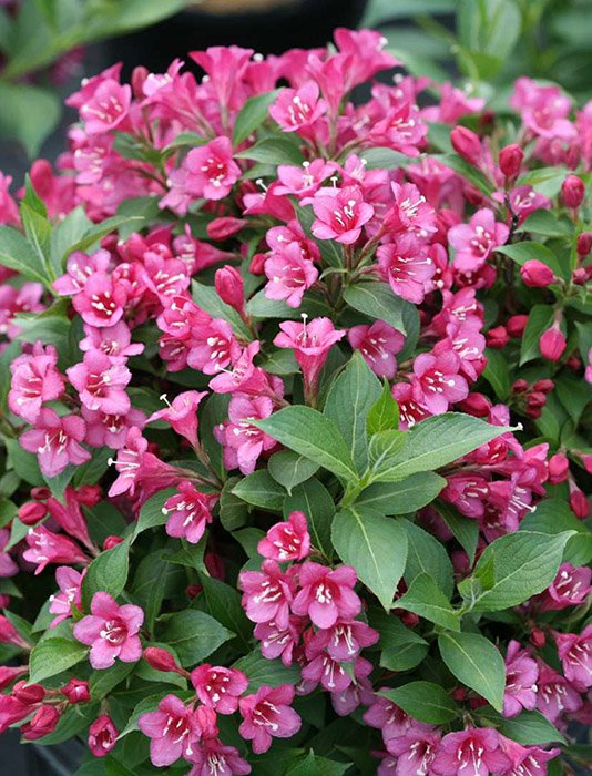 Превью изображения