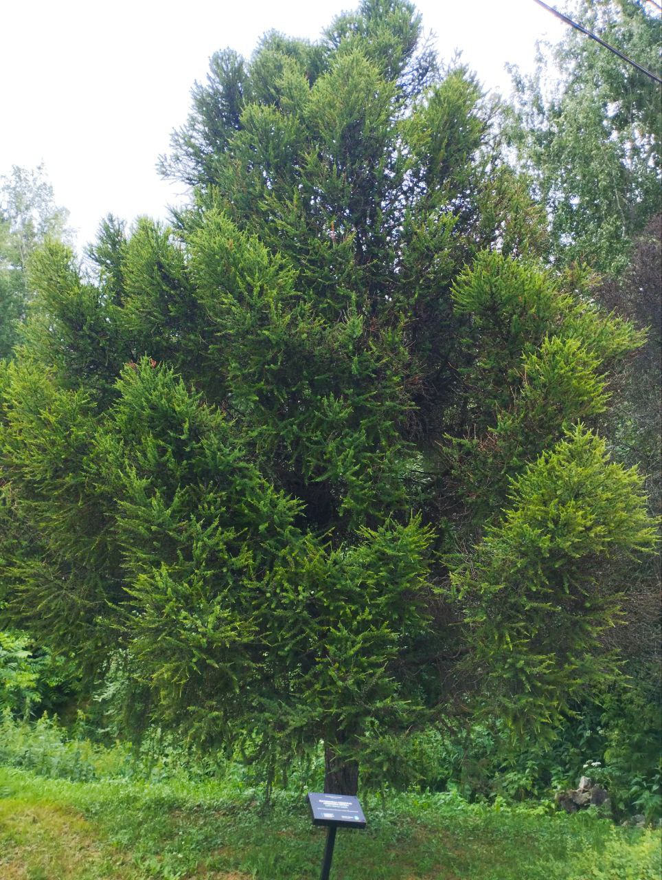 Превью изображения