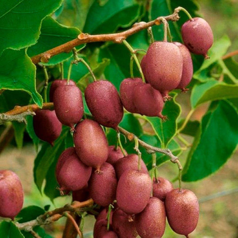 Превью изображения