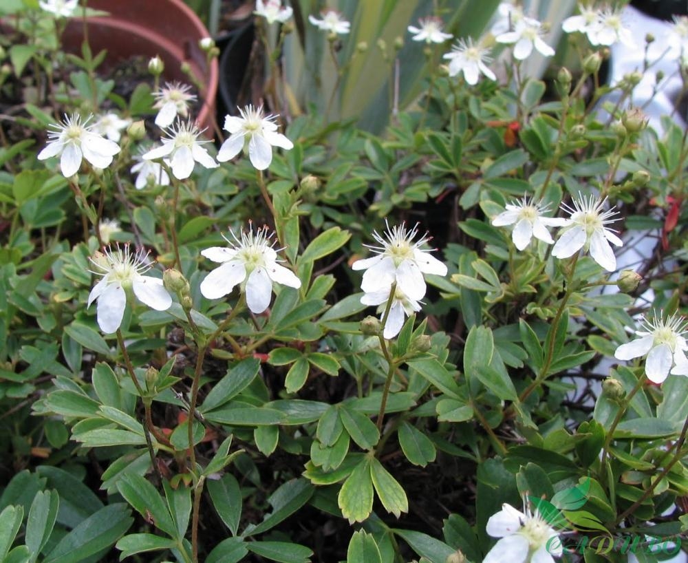 Превью изображения