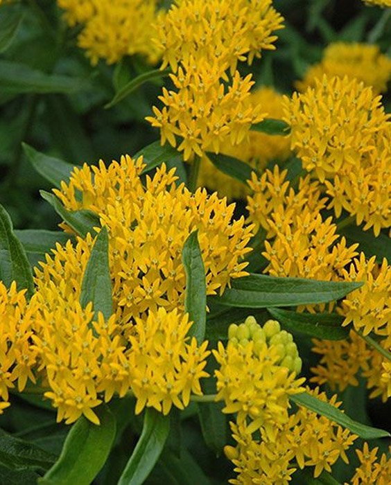 Превью изображения