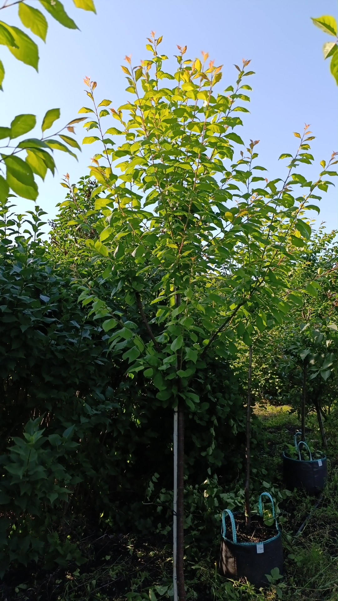 Превью изображения