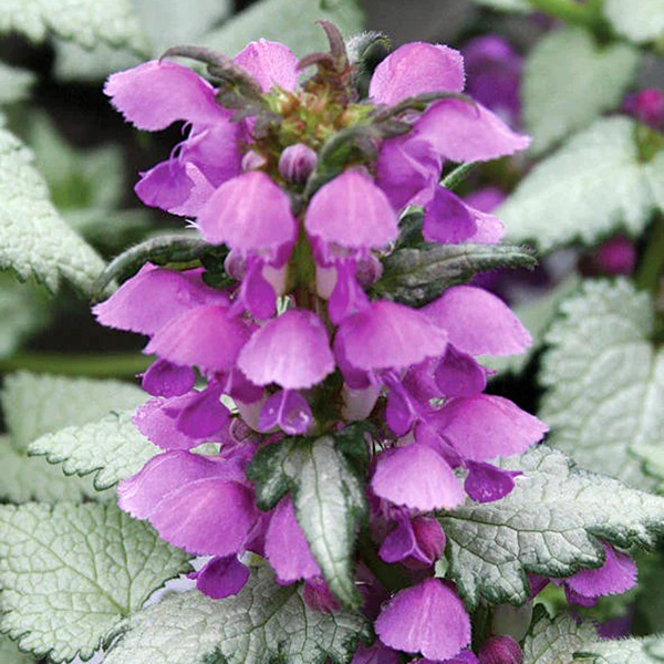 Превью изображения