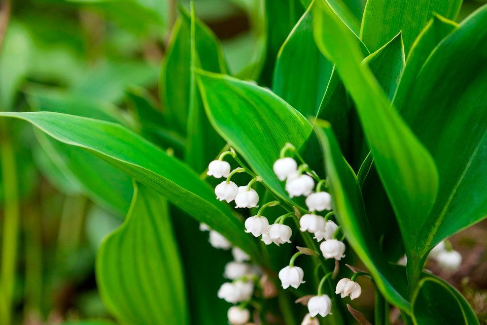 Превью изображения