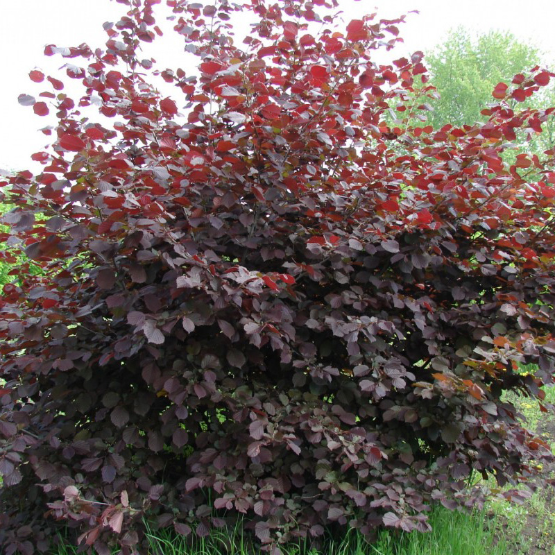 Превью изображения