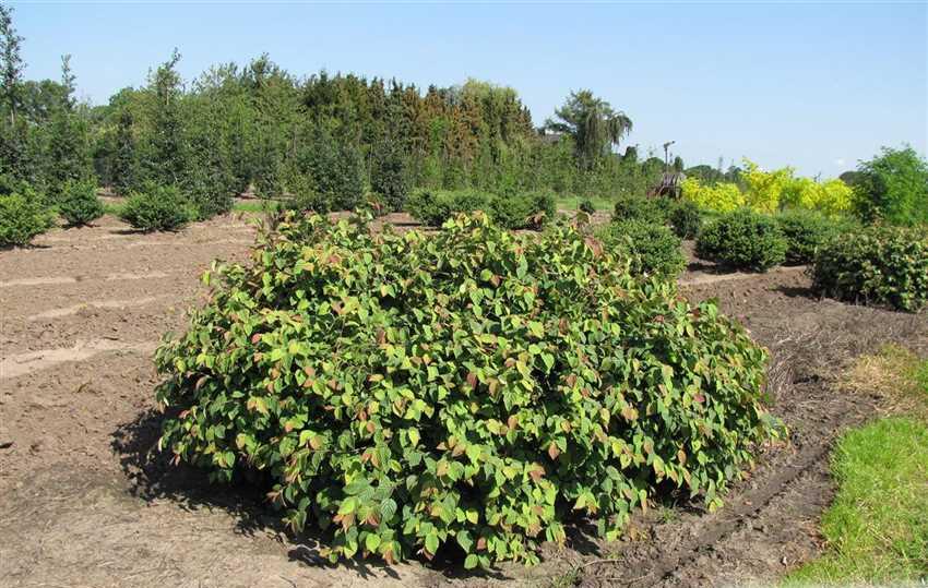 Превью изображения