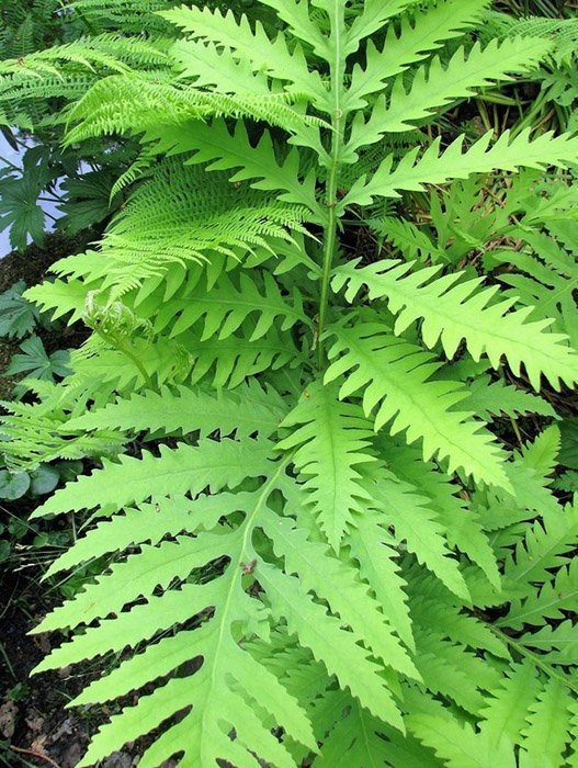 Превью изображения