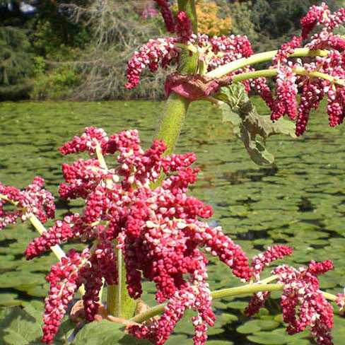 Превью изображения