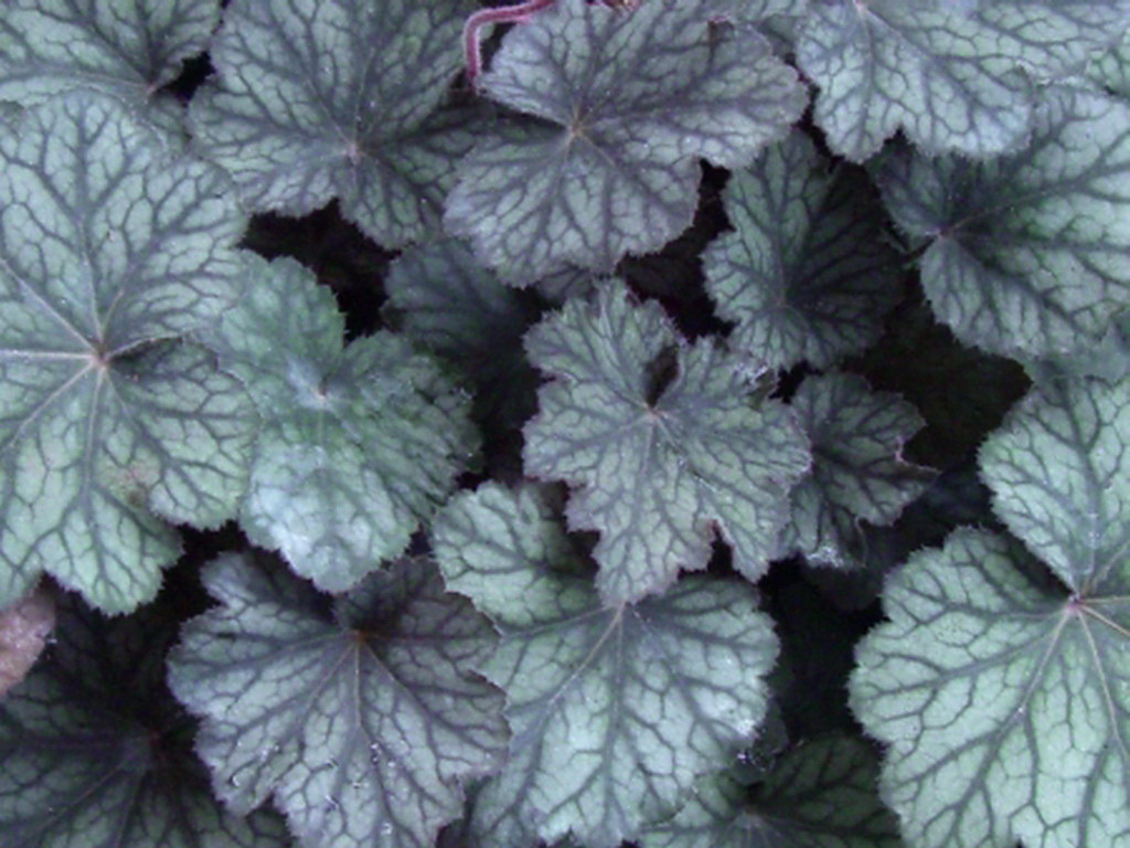 Превью изображения