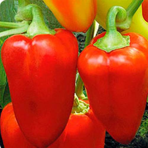 Превью изображения