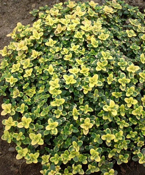 Превью изображения