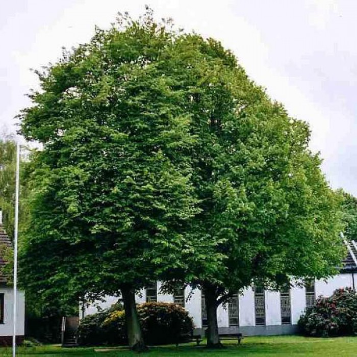 Превью изображения