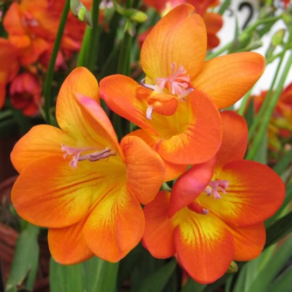 Превью изображения