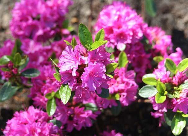 Превью изображения