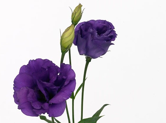 Превью изображения