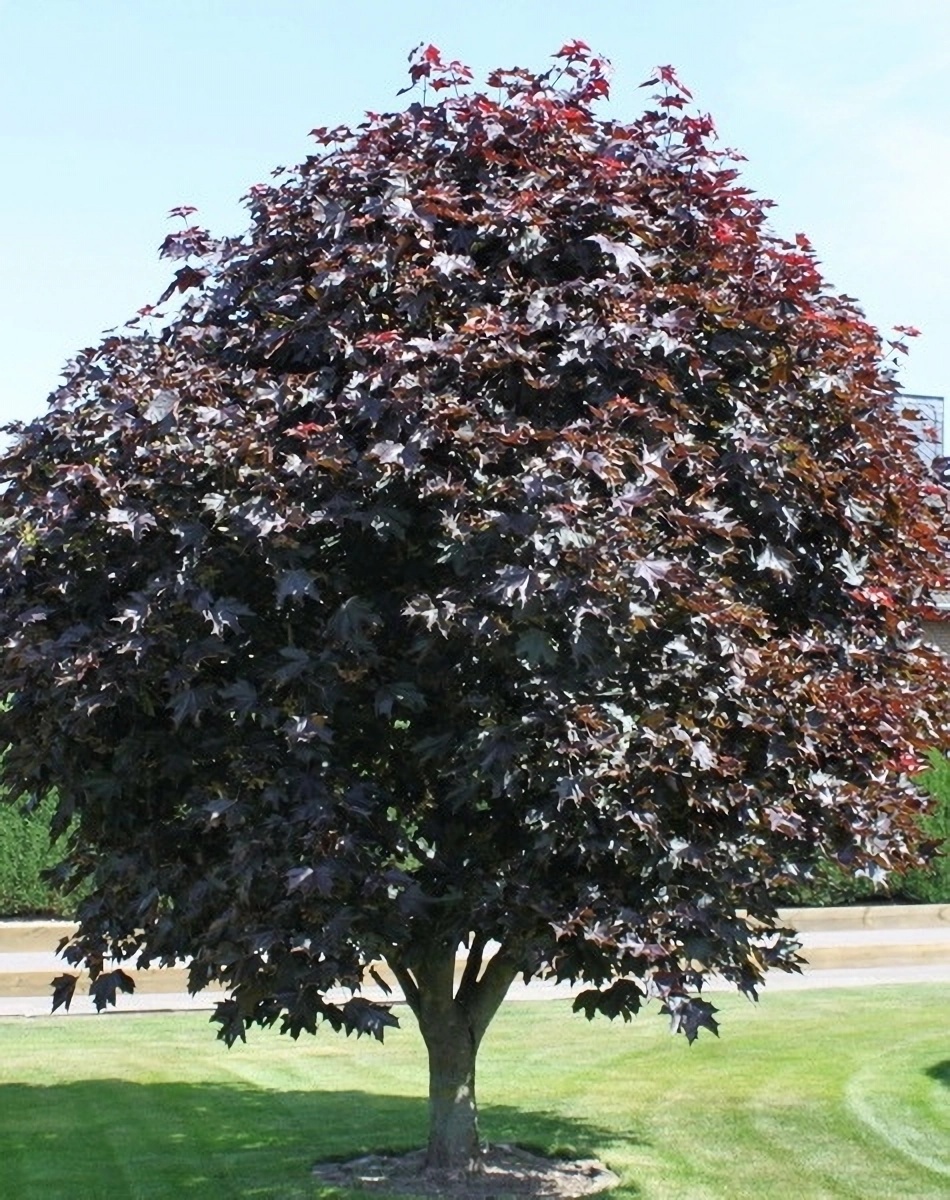 Превью изображения