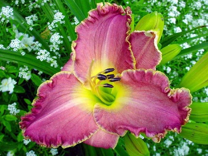 Превью изображения