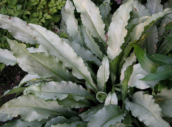 Превью изображения