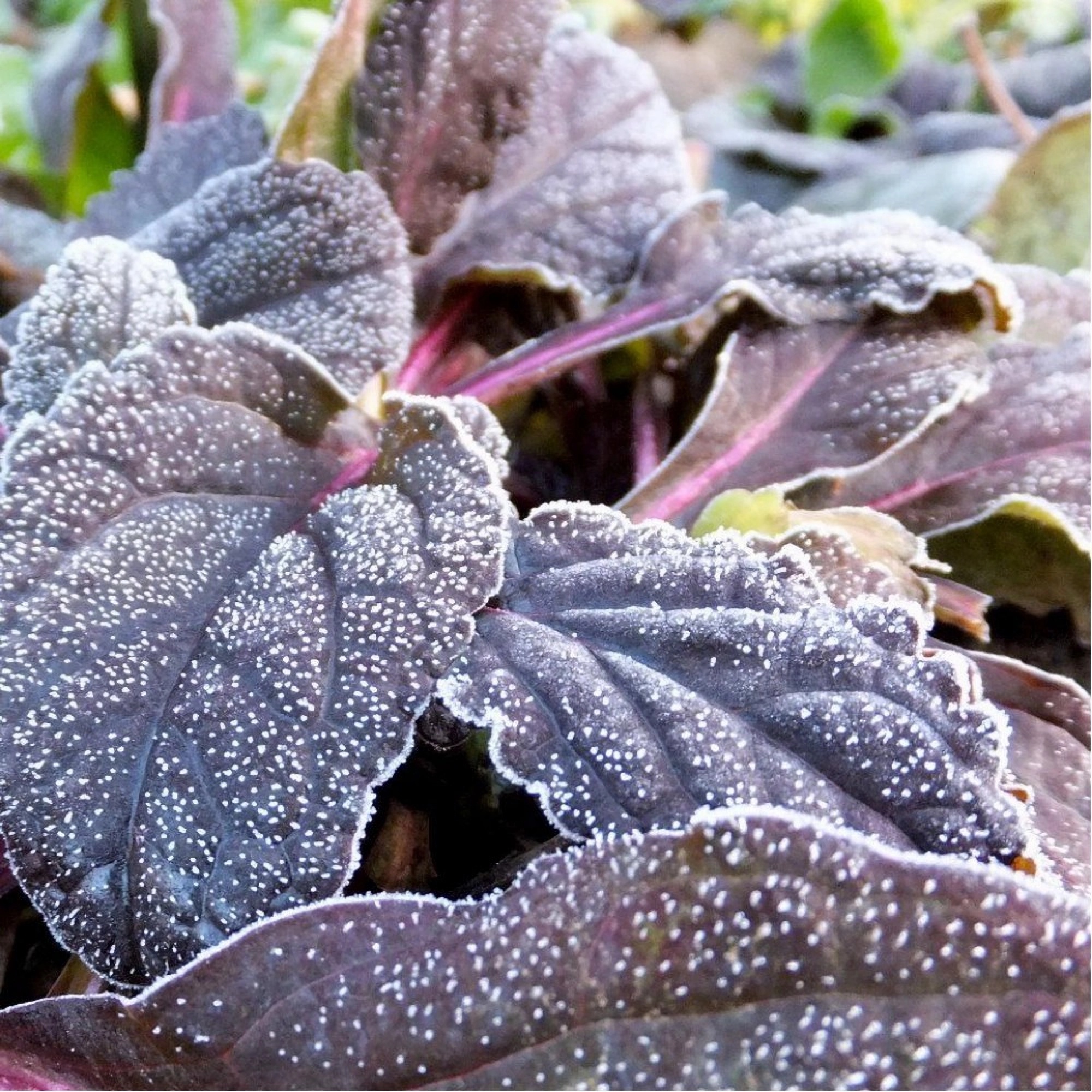 Превью изображения