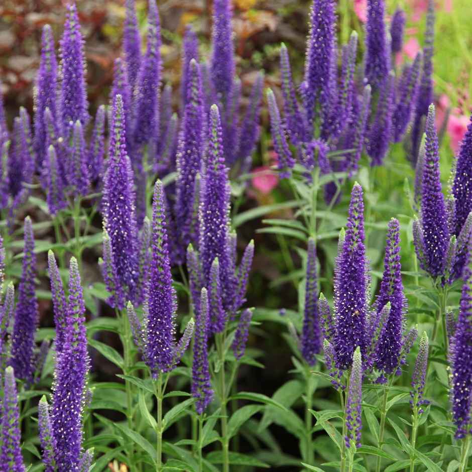 Превью изображения