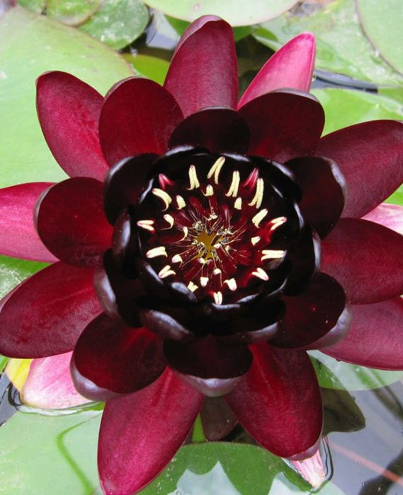 Превью изображения