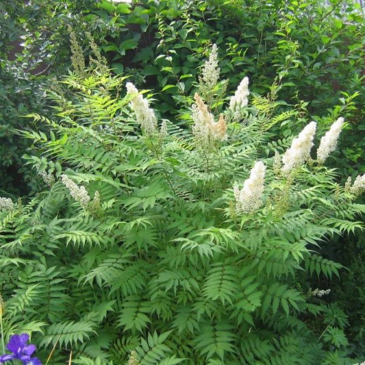 Превью изображения