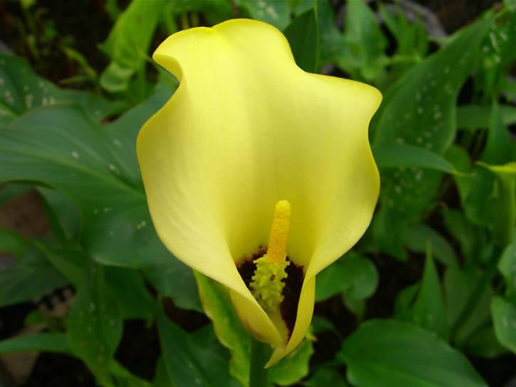 Превью изображения