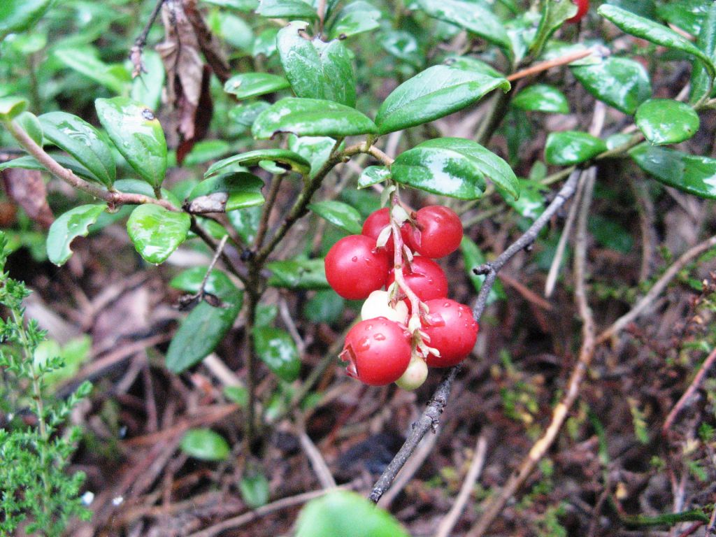 Превью изображения