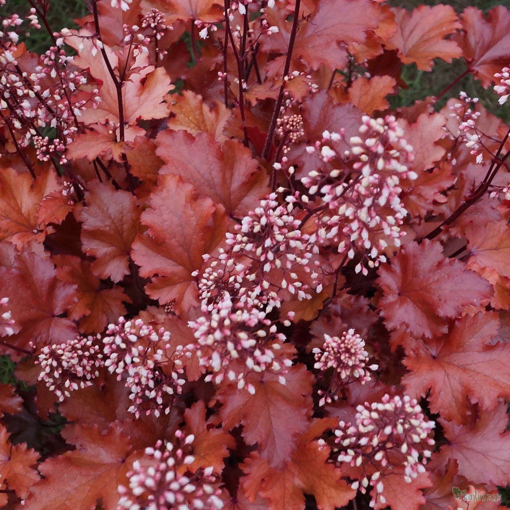 Превью изображения