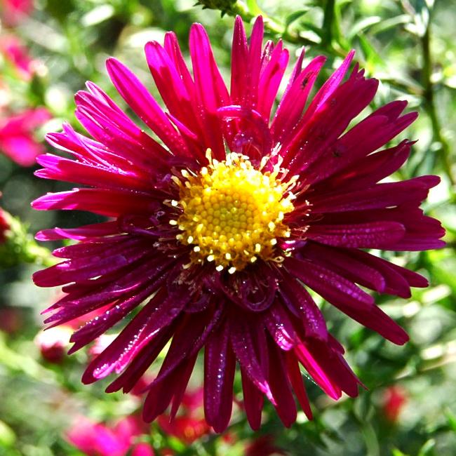 Превью изображения