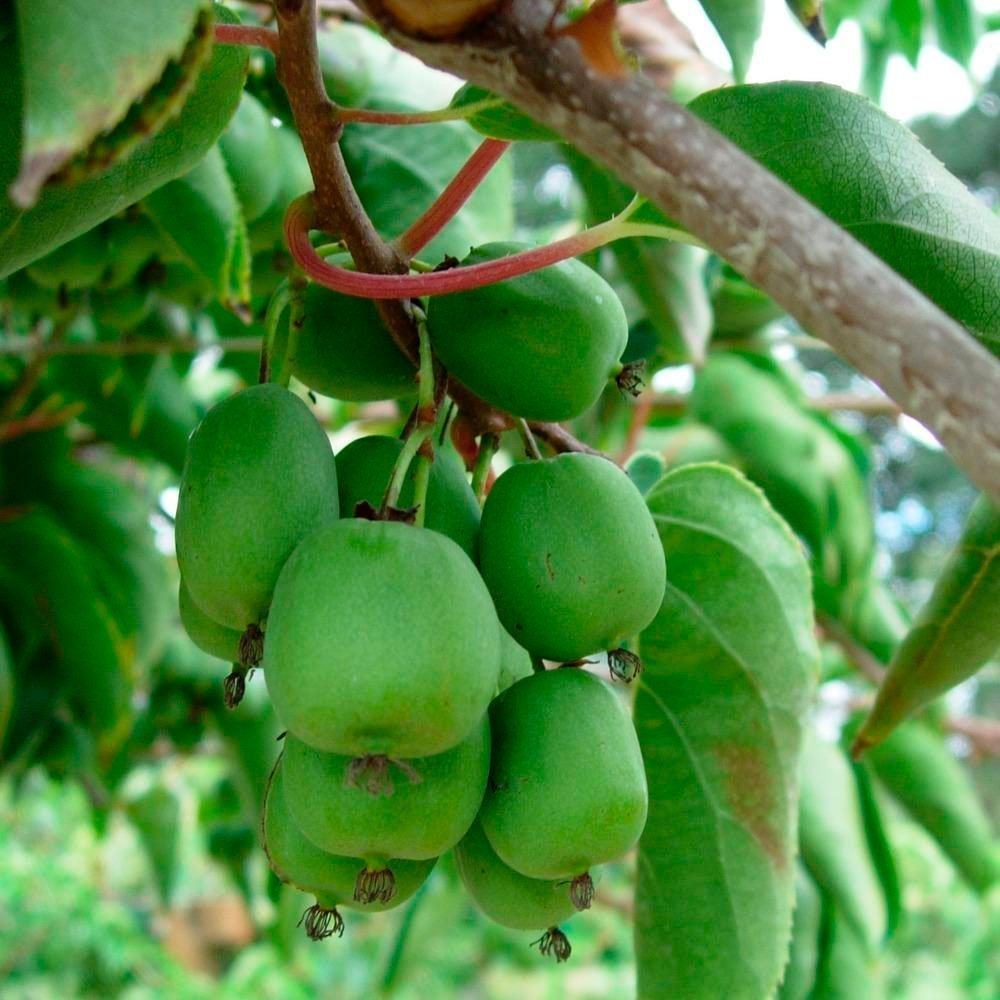 Превью изображения